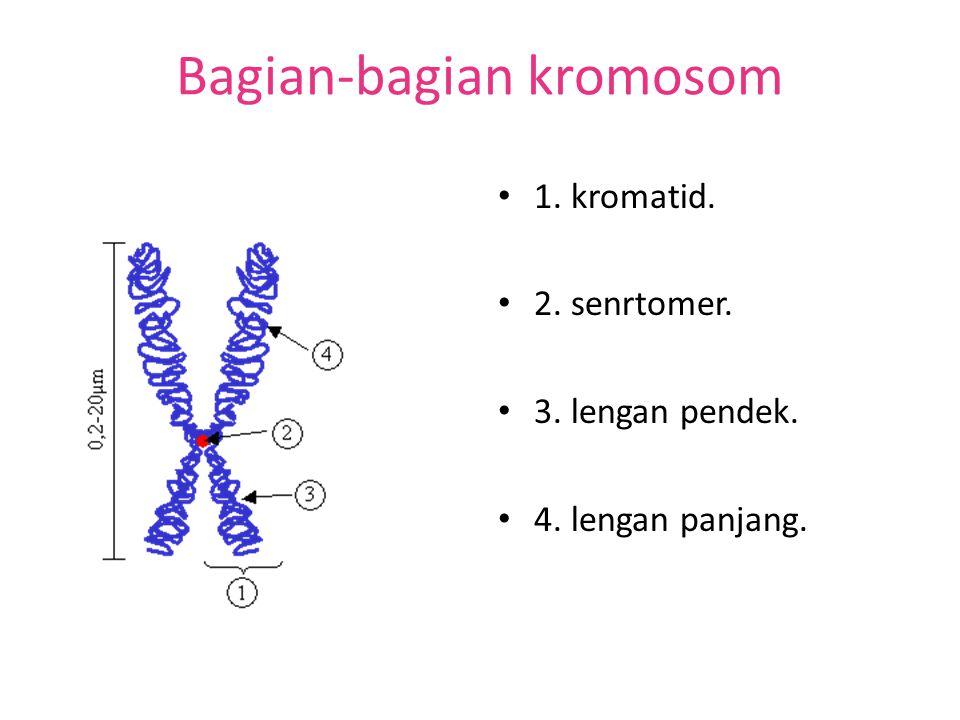 Bagian-bagian kromosom