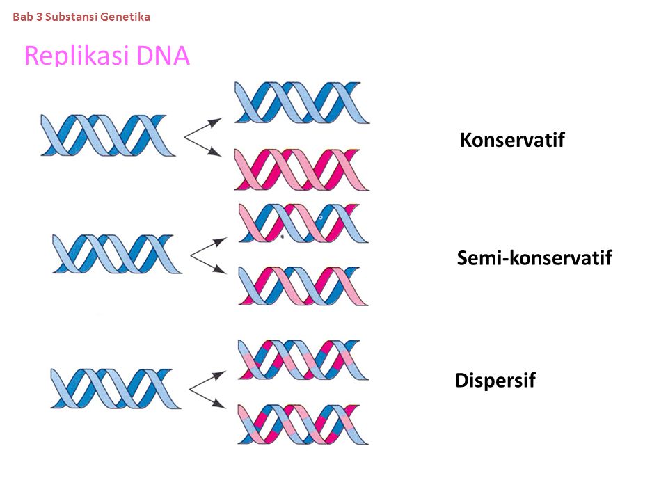 Replikasi DNA Konservatif Semi-konservatif Dispersif