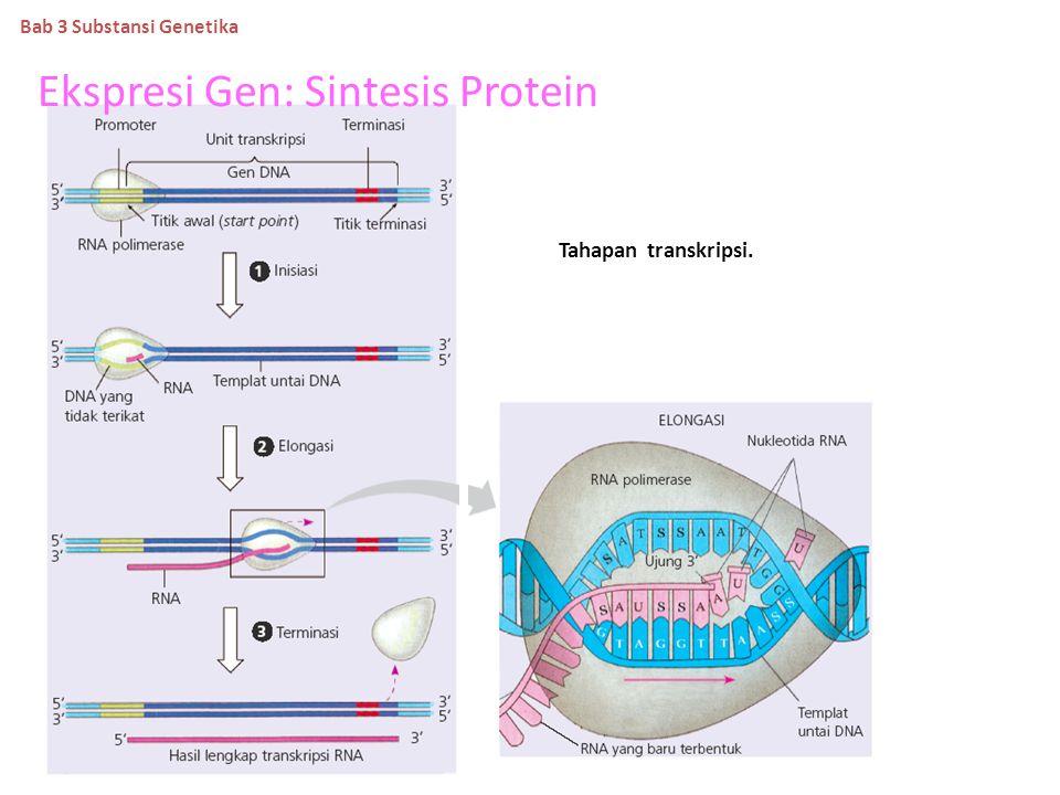 Ekspresi Gen: Sintesis Protein