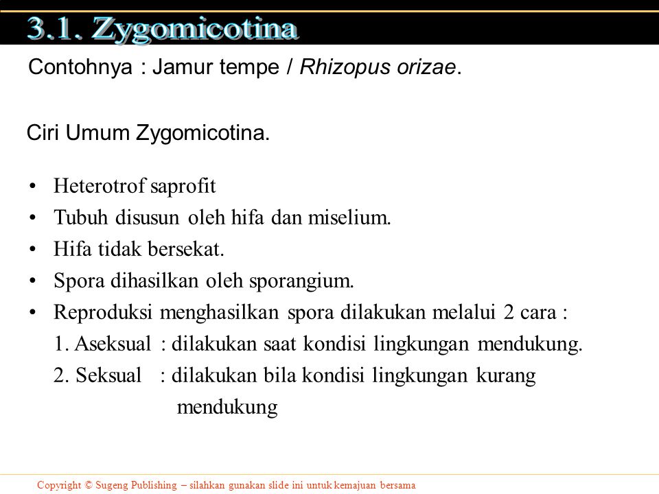 3.1. Zygomicotina Contohnya : Jamur tempe / Rhizopus orizae.