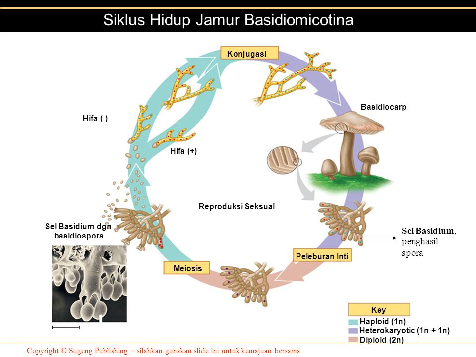 Sel Basidium dgn basidiospora