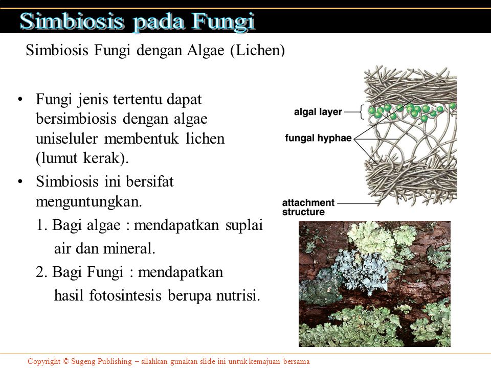 Simbiosis Fungi dengan Algae (Lichen)