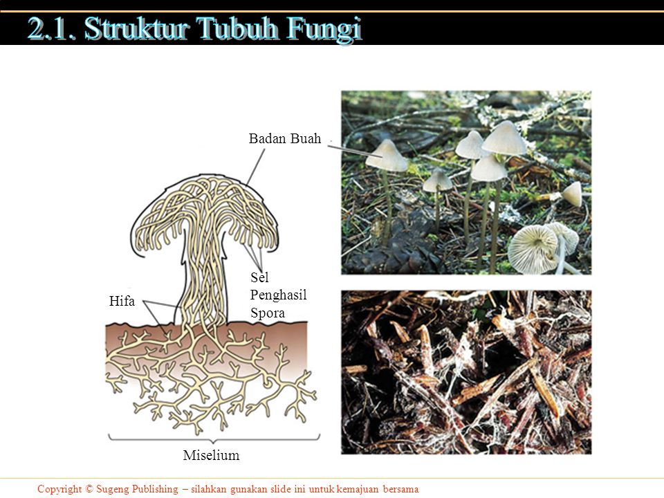 2.1. Struktur Tubuh Fungi Badan Buah Sel Penghasil Spora Hifa Miselium