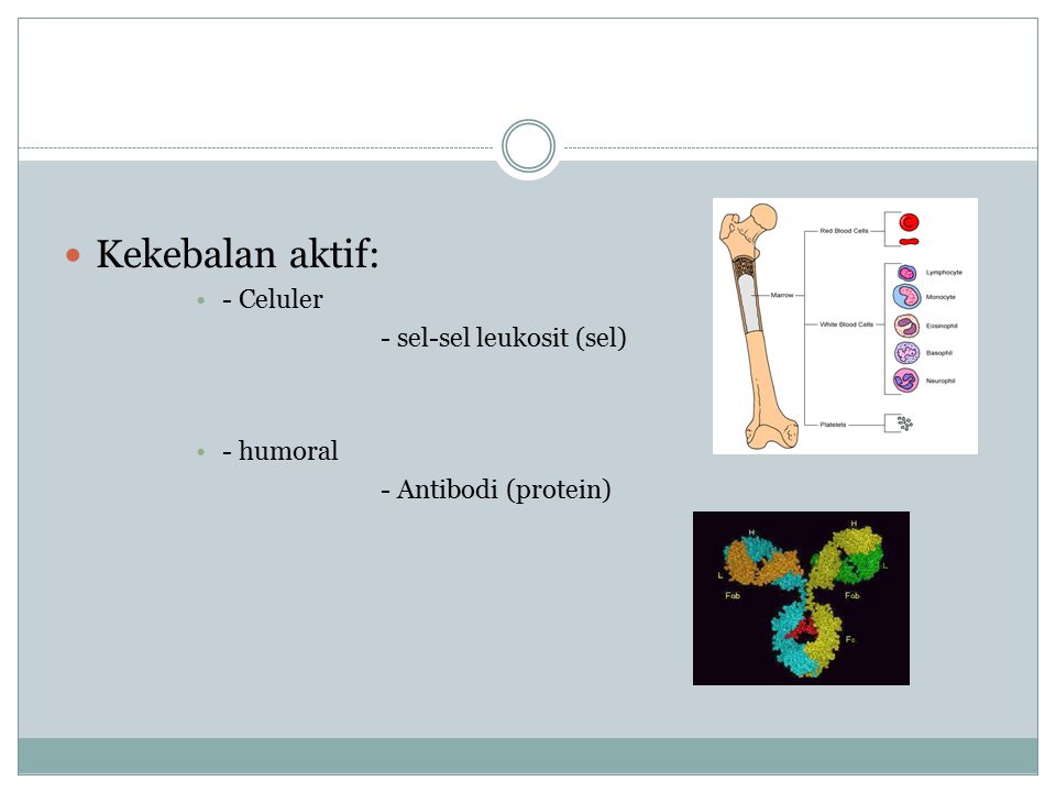 Kekebalan aktif: - Celuler - sel-sel leukosit (sel) - humoral