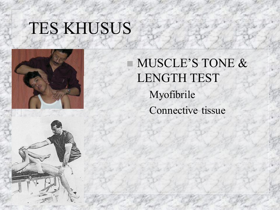 TES KHUSUS MUSCLE’S TONE & LENGTH TEST Myofibrile Connective tissue