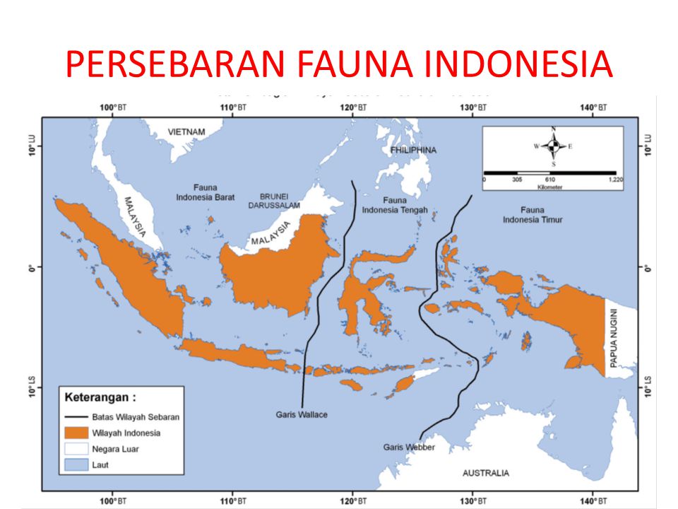 PERSEBARAN FAUNA INDONESIA