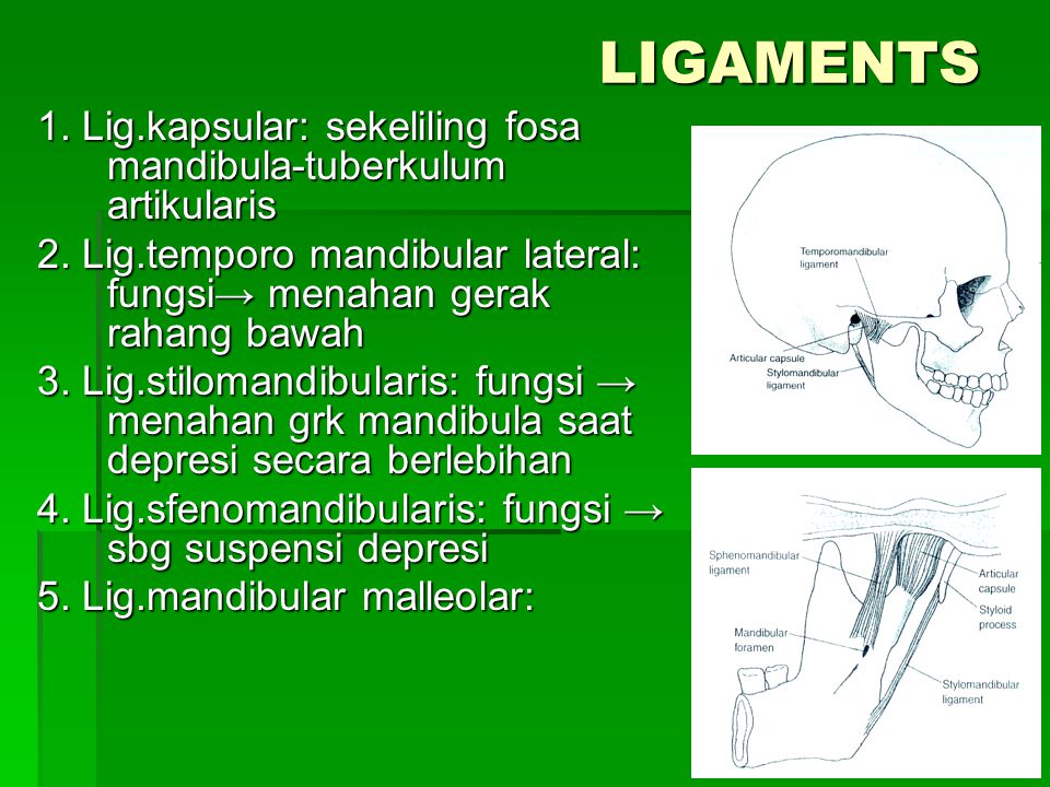 LIGAMENTS 1. Lig.kapsular: sekeliling fosa mandibula-tuberkulum artikularis. 2. Lig.temporo mandibular lateral: fungsi→ menahan gerak rahang bawah.
