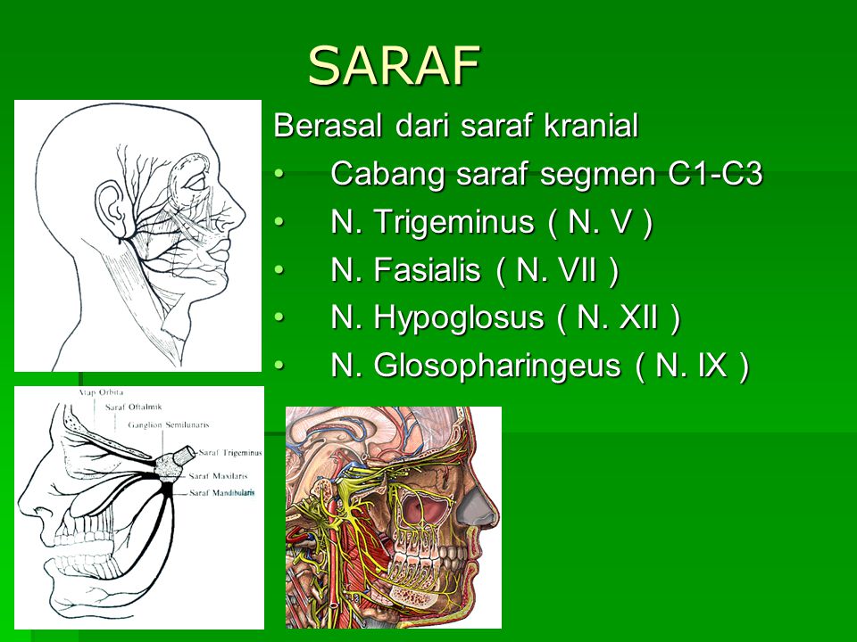 SARAF Berasal dari saraf kranial Cabang saraf segmen C1-C3
