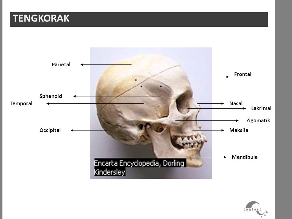 TENGKORAK Parietal Sphenoid Temporal Occipital Frontal Zigomatik