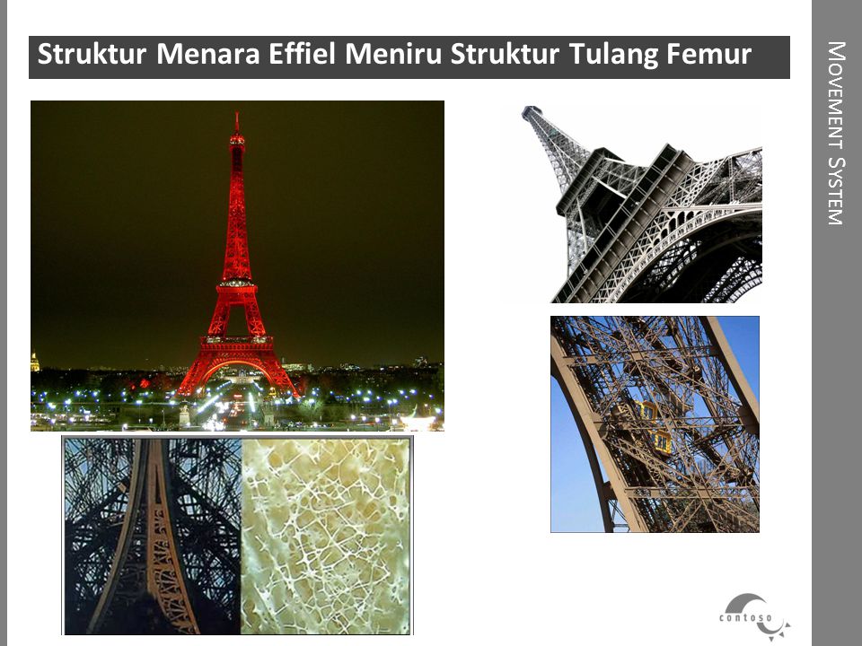 Struktur Menara Effiel Meniru Struktur Tulang Femur