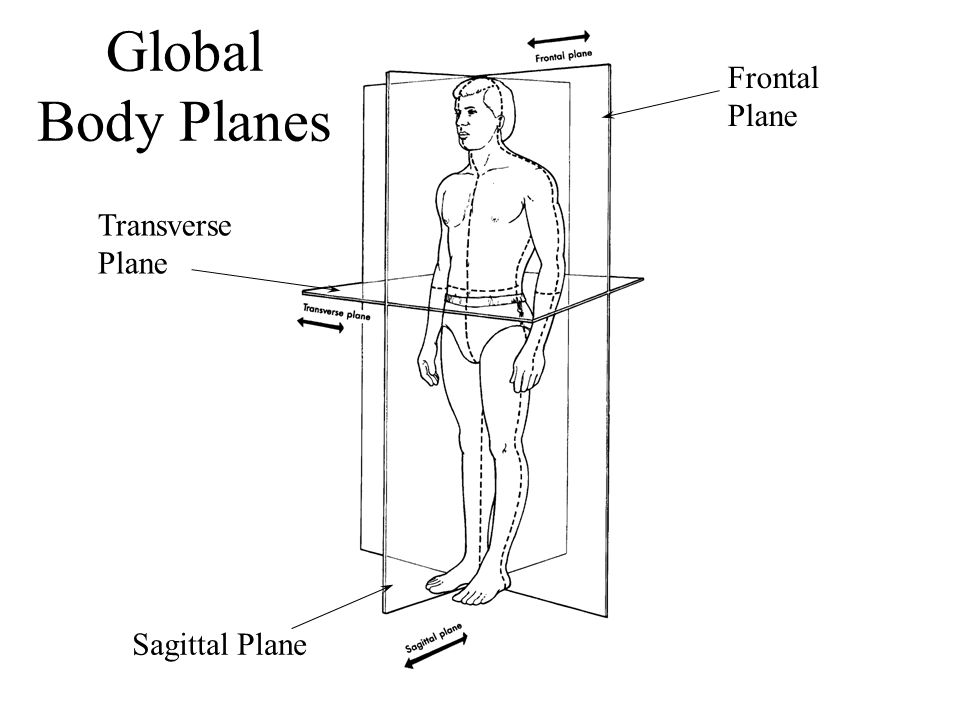 Global Body Planes Frontal Plane Transverse Plane Sagittal Plane