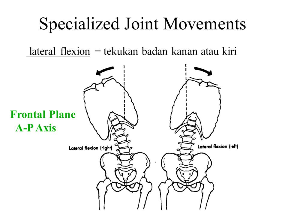 Specialized Joint Movements