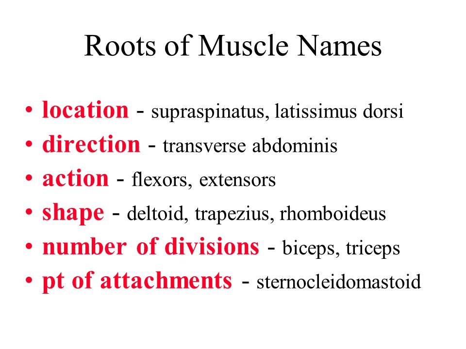 Roots of Muscle Names location - supraspinatus, latissimus dorsi