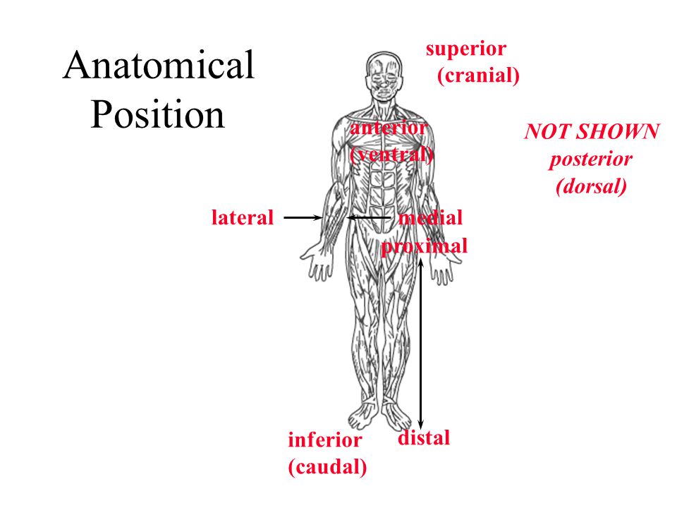 Anatomical Position superior (cranial) anterior (ventral) NOT SHOWN