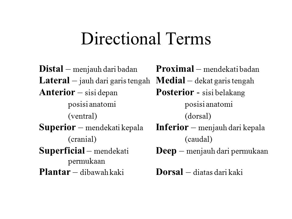 Directional Terms Distal – menjauh dari badan Proximal – mendekati badan. Lateral – jauh dari garis tengah Medial – dekat garis tengah.