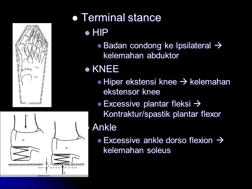 Terminal stance HIP KNEE Ankle
