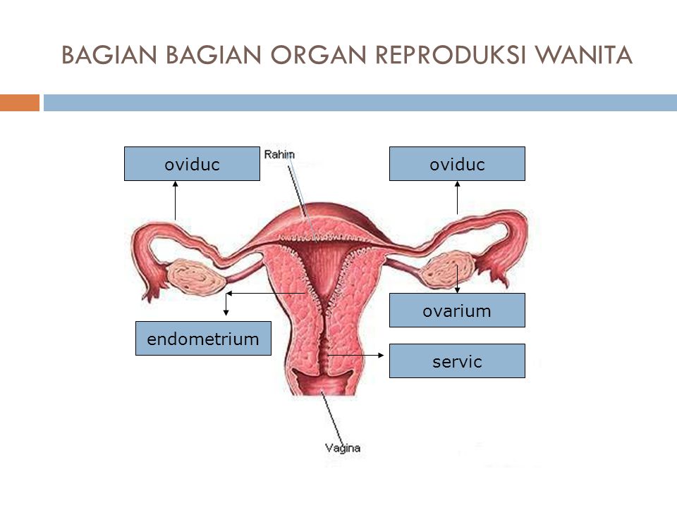 Sebut dan jelaskan fungsi organ reproduksi dalam pada wanita