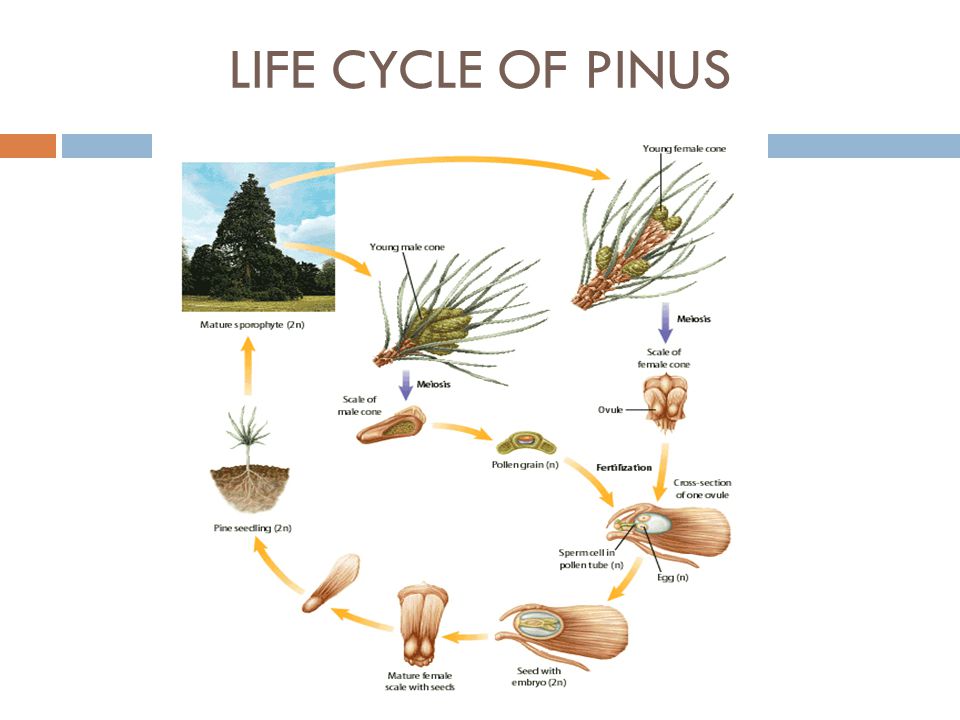LIFE CYCLE OF PINUS