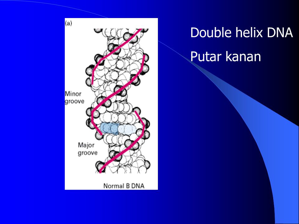 Double helix DNA Putar kanan