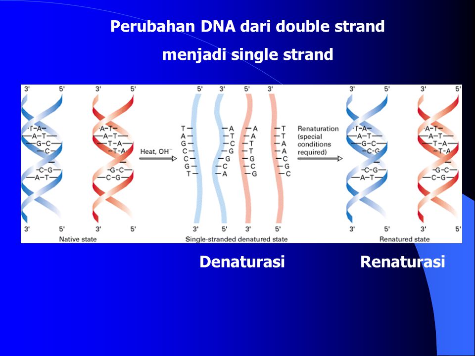 Perubahan DNA dari double strand