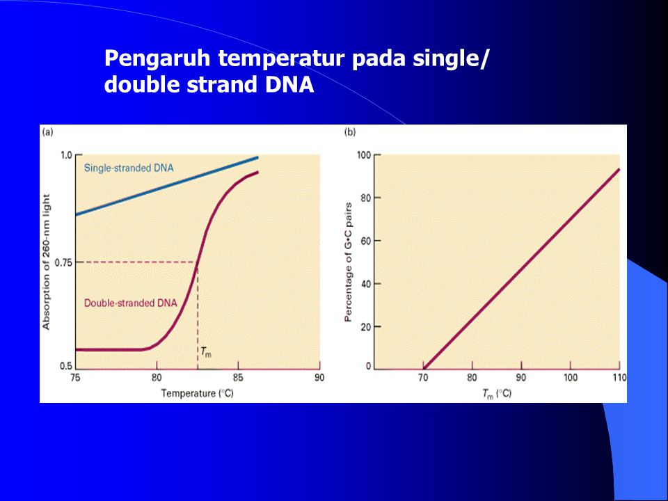 Pengaruh temperatur pada single/ double strand DNA