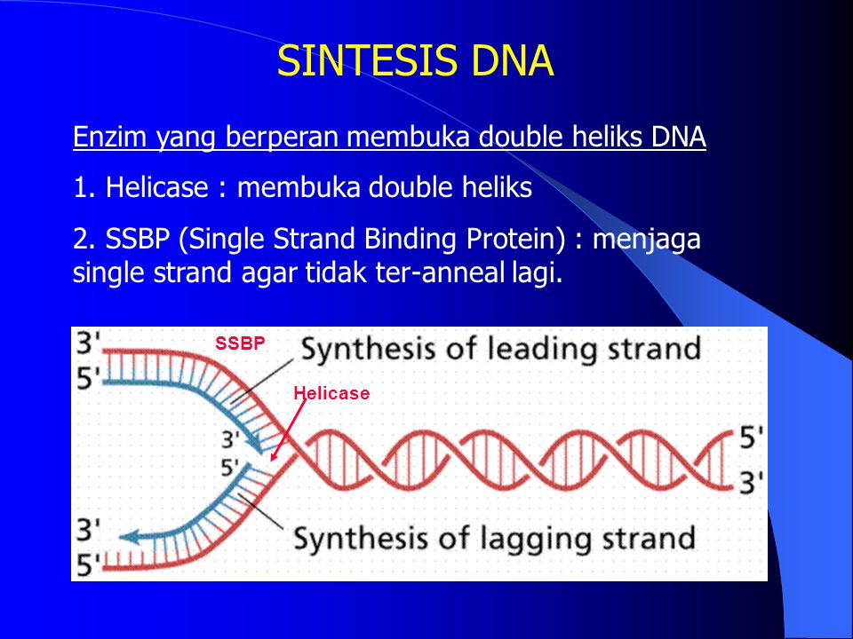 SINTESIS DNA Enzim yang berperan membuka double heliks DNA