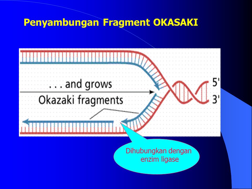 Penyambungan Fragment OKASAKI