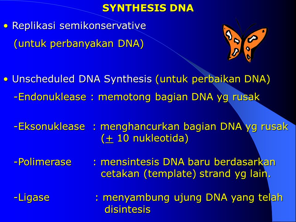 SYNTHESIS DNA Replikasi semikonservative. (untuk perbanyakan DNA) Unscheduled DNA Synthesis (untuk perbaikan DNA)