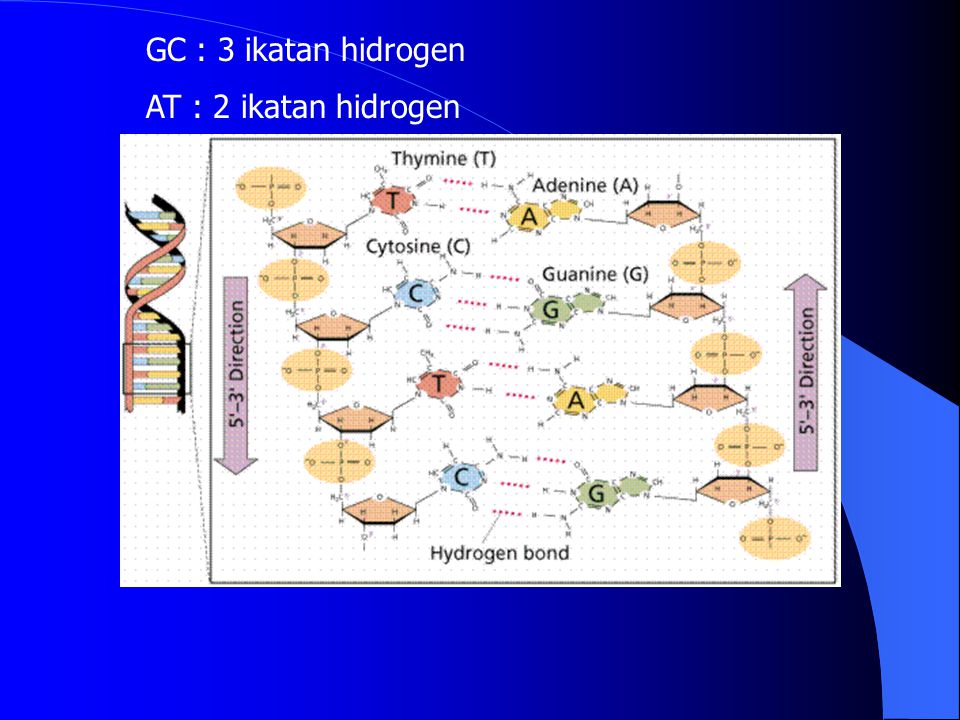 GC : 3 ikatan hidrogen AT : 2 ikatan hidrogen