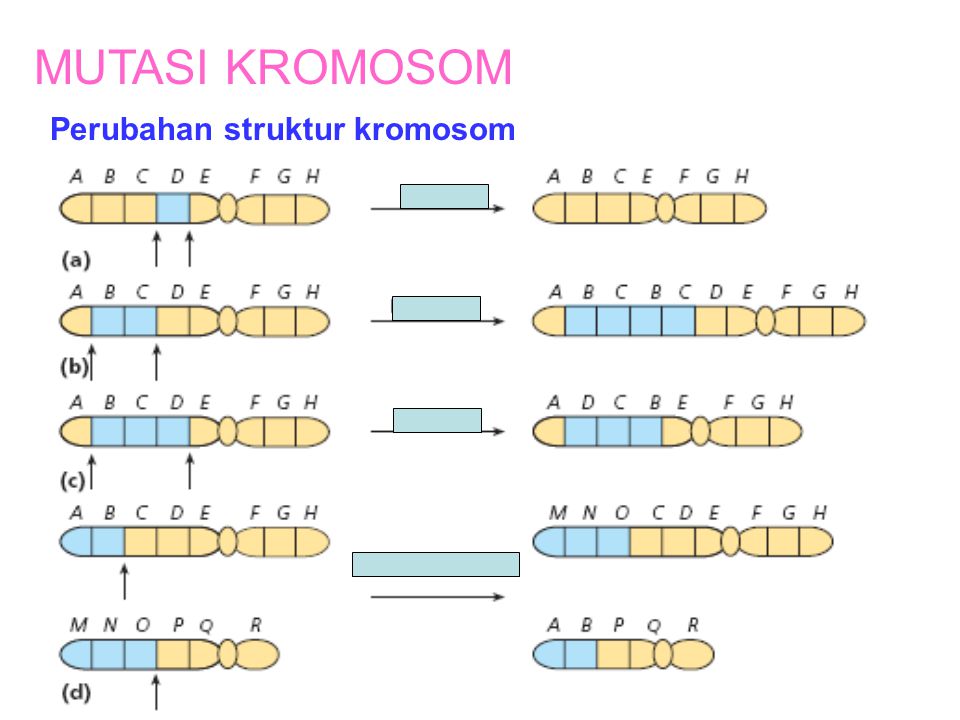 MUTASI KROMOSOM Perubahan struktur kromosom