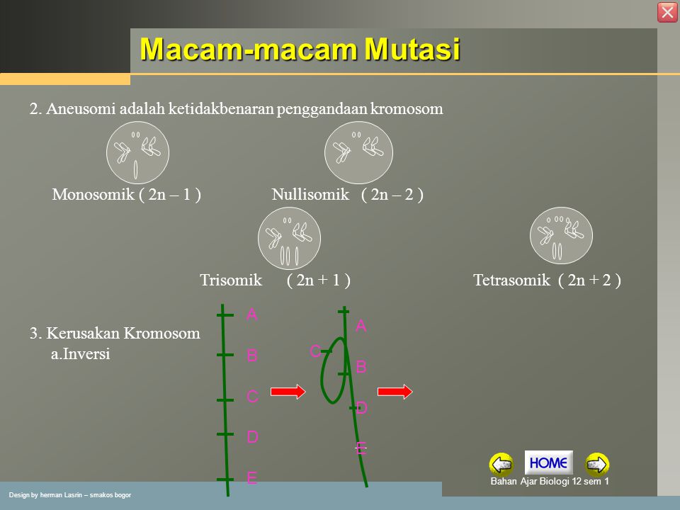 Macam-macam Mutasi 2. Aneusomi adalah ketidakbenaran penggandaan kromosom. Monosomik ( 2n – 1 ) Nullisomik ( 2n – 2 )