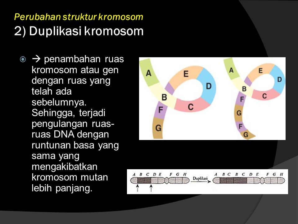 Perubahan struktur kromosom 2) Duplikasi kromosom