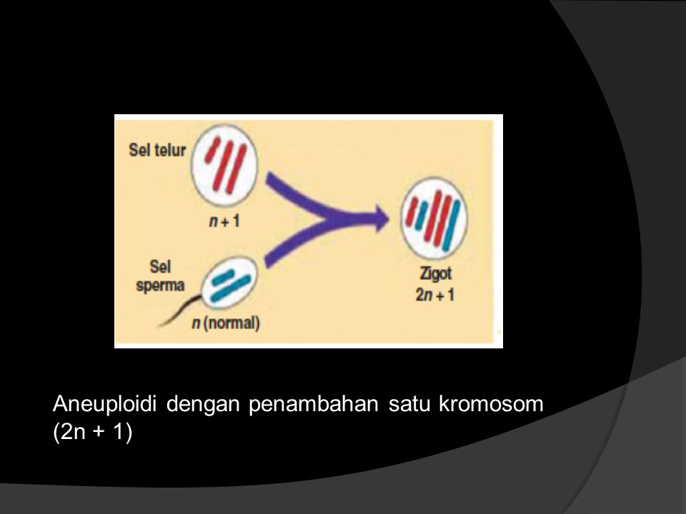 Aneuploidi dengan penambahan satu kromosom (2n + 1)