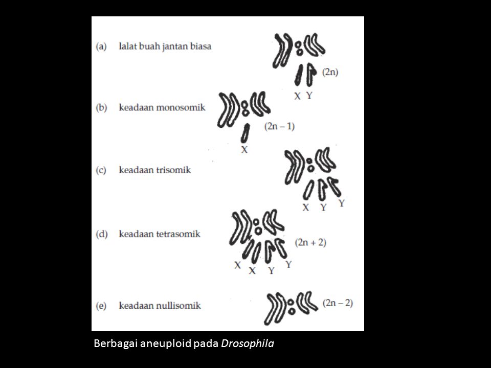 Berbagai aneuploid pada Drosophila