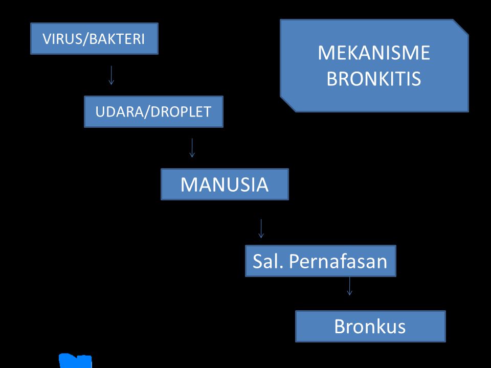 MEKANISME BRONKITIS MANUSIA Sal. Pernafasan Bronkus VIRUS/BAKTERI