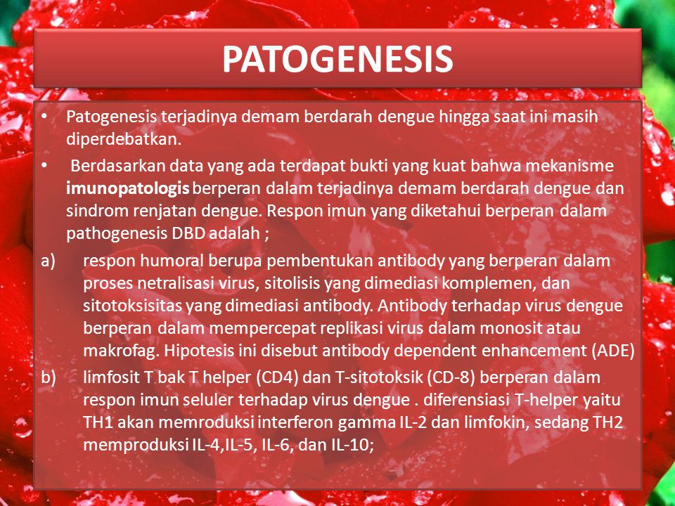 PATOGENESIS Patogenesis terjadinya demam berdarah dengue hingga saat ini masih diperdebatkan.