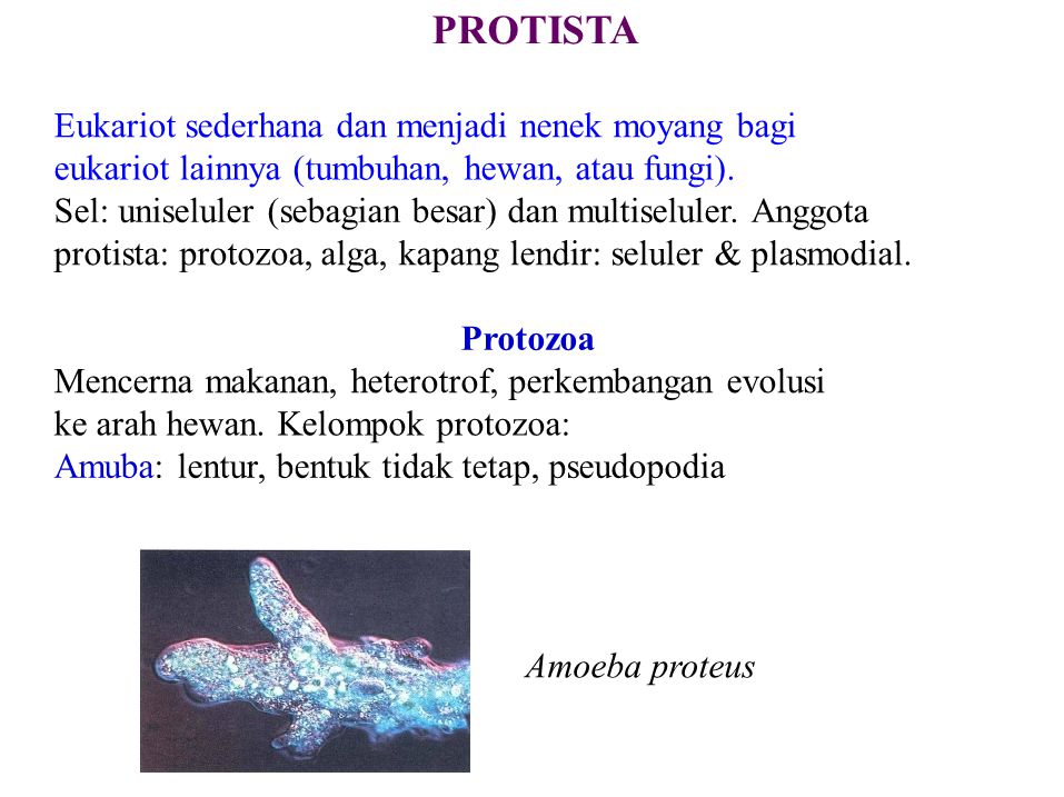Anggota protista yang bersifat uniseluler berbeda dengan eubacteria dan archaebacteria