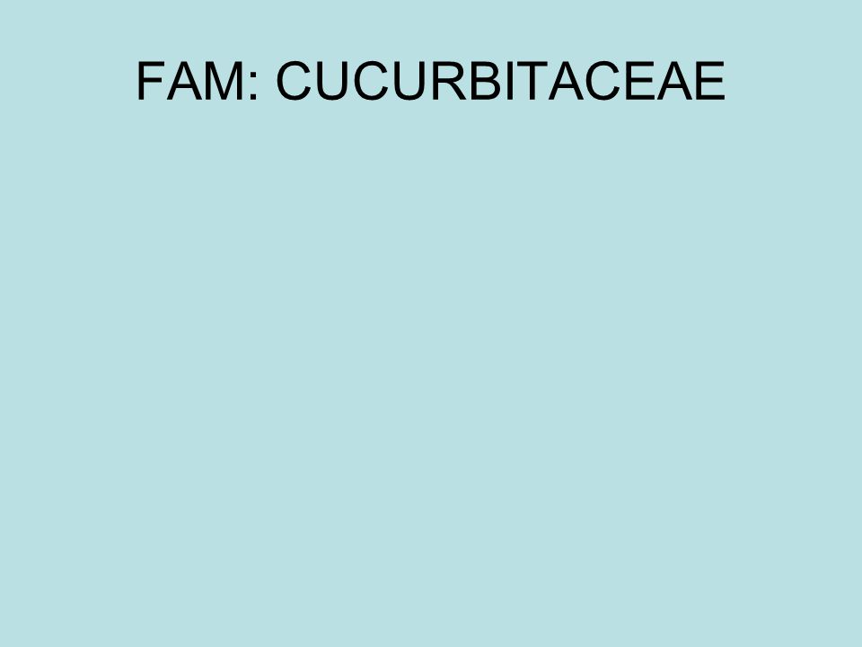 FAM: CUCURBITACEAE