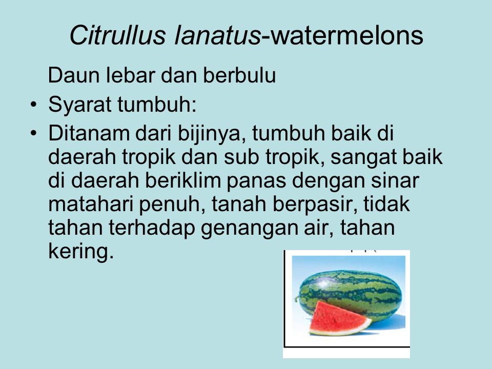 Citrullus lanatus-watermelons