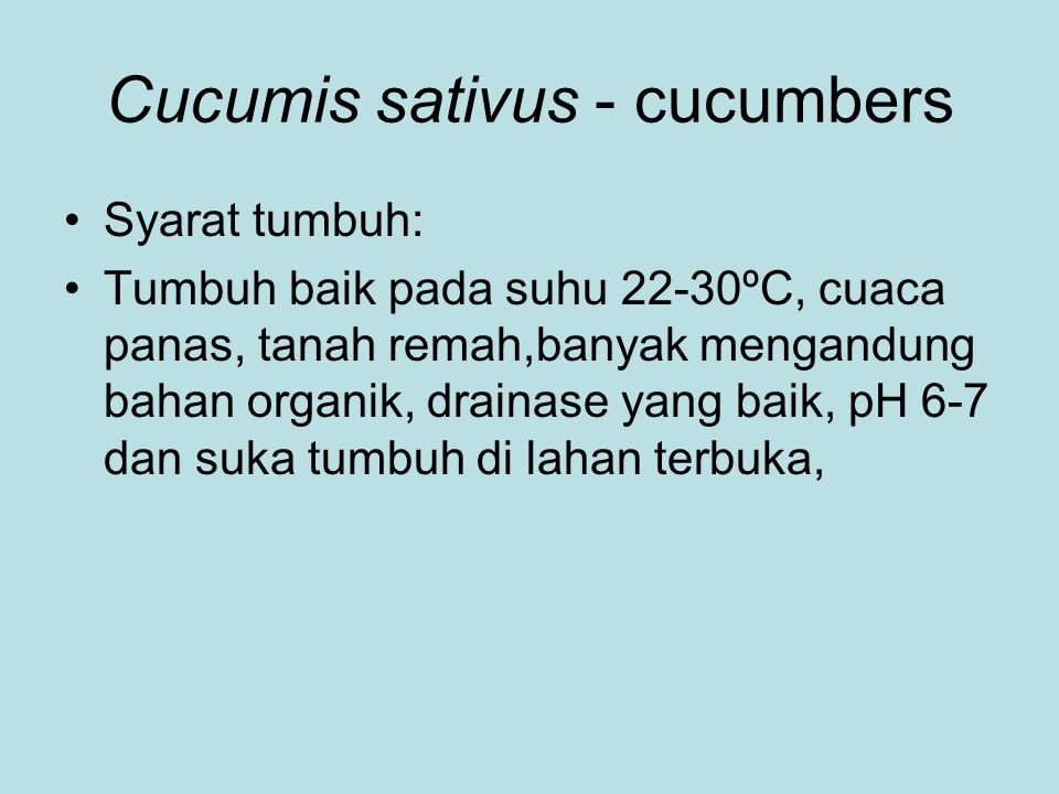 Cucumis sativus - cucumbers