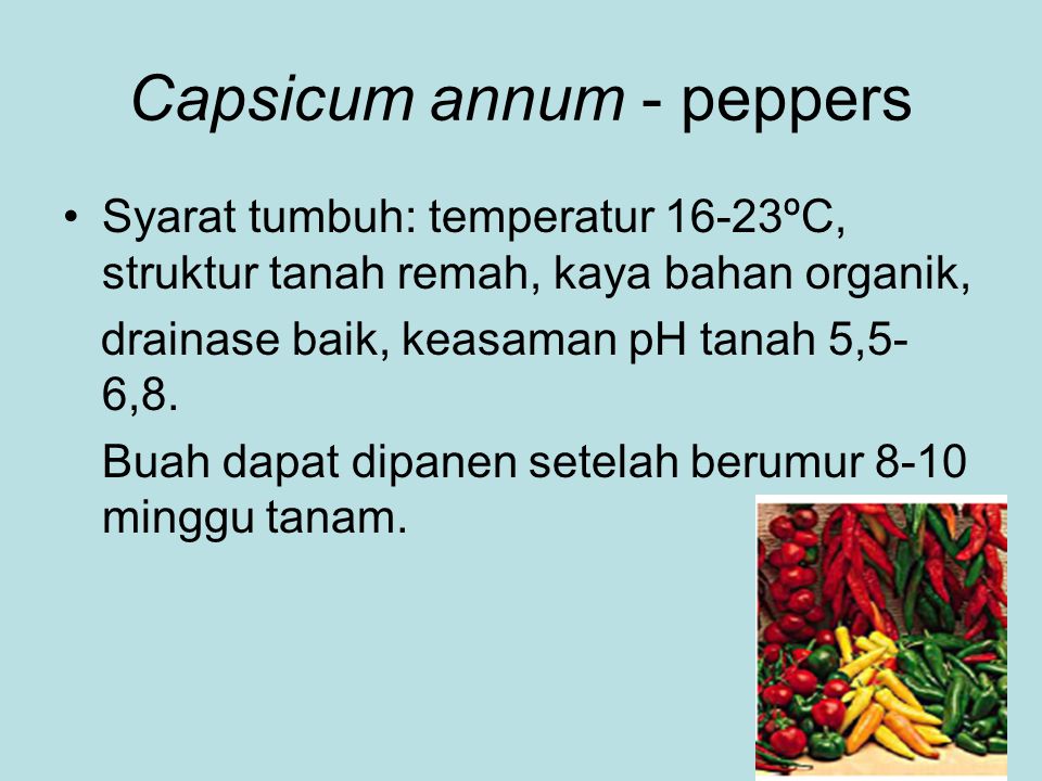 Capsicum annum - peppers