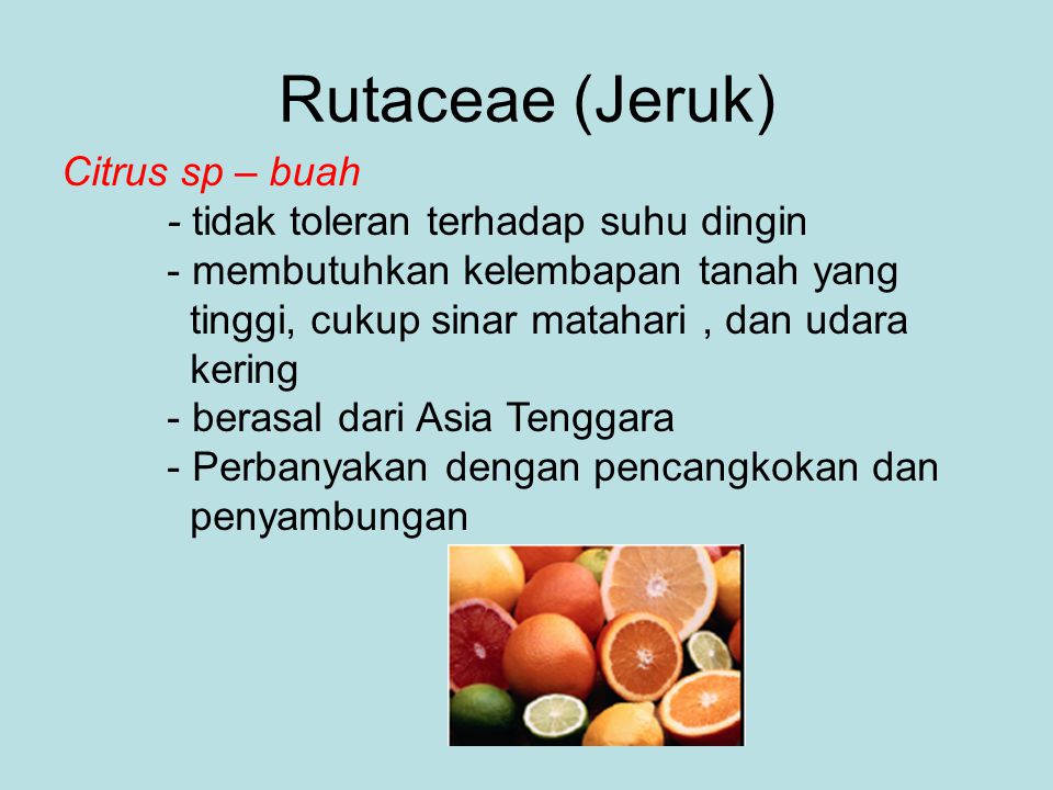 Rutaceae (Jeruk) Citrus sp – buah - tidak toleran terhadap suhu dingin