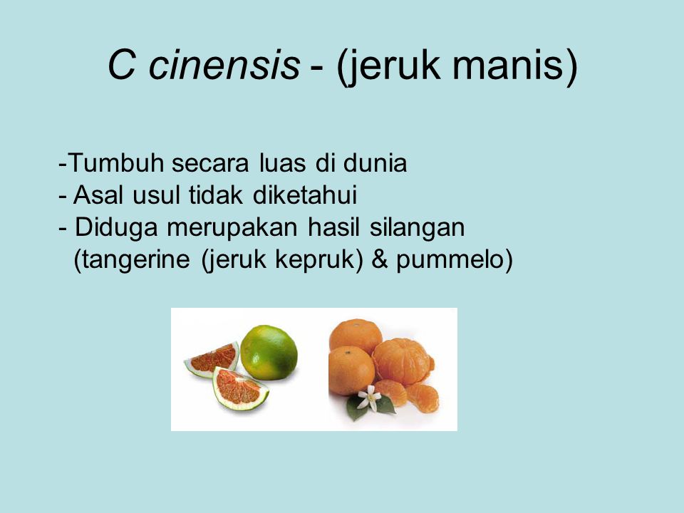 C cinensis - (jeruk manis)