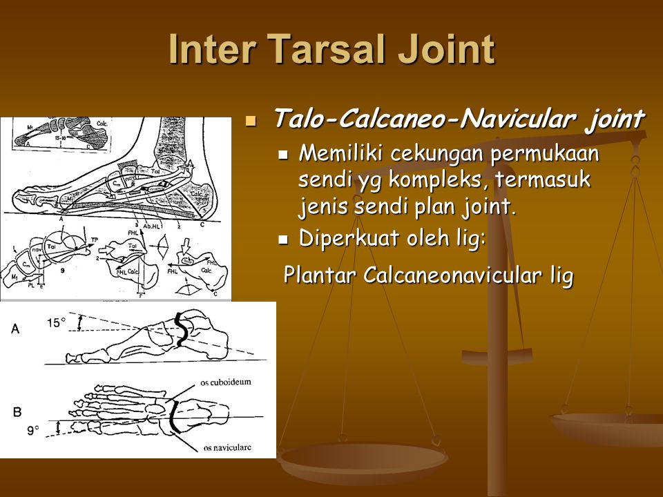 Inter Tarsal Joint Talo-Calcaneo-Navicular joint