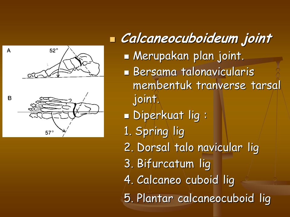 Calcaneocuboideum joint