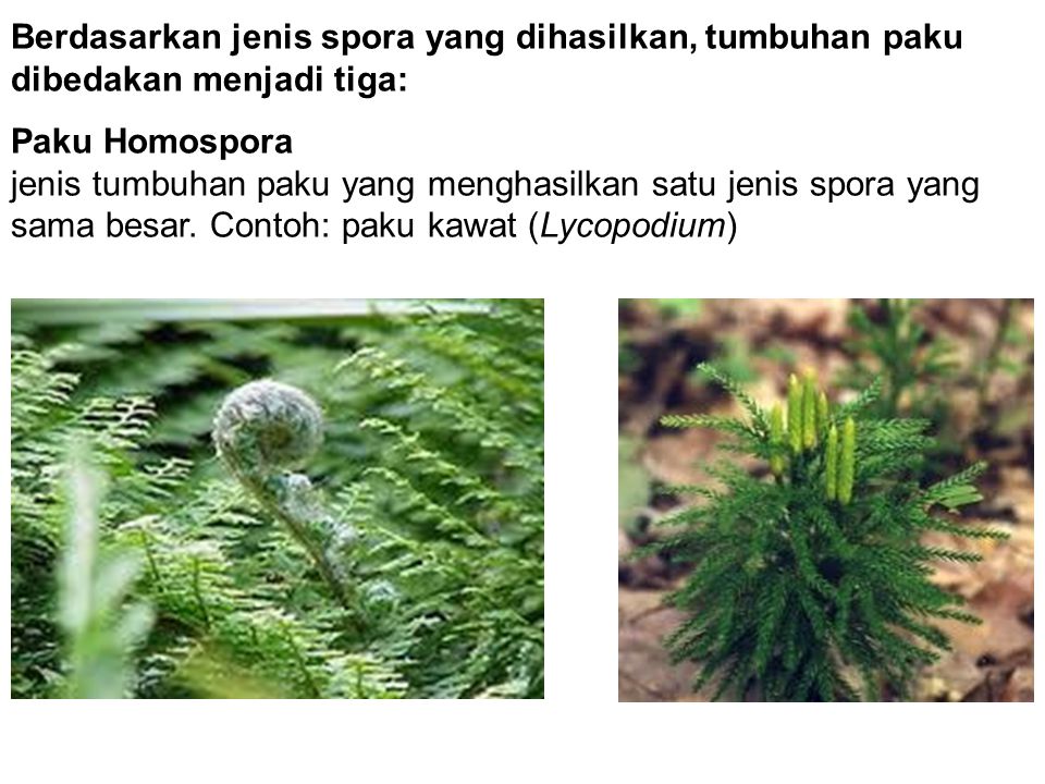 Jenis spora dihasilkan yang termasuk paku kawat paku jenis berdasarkan lycopodium TUMBUHAN: Tumbuhan