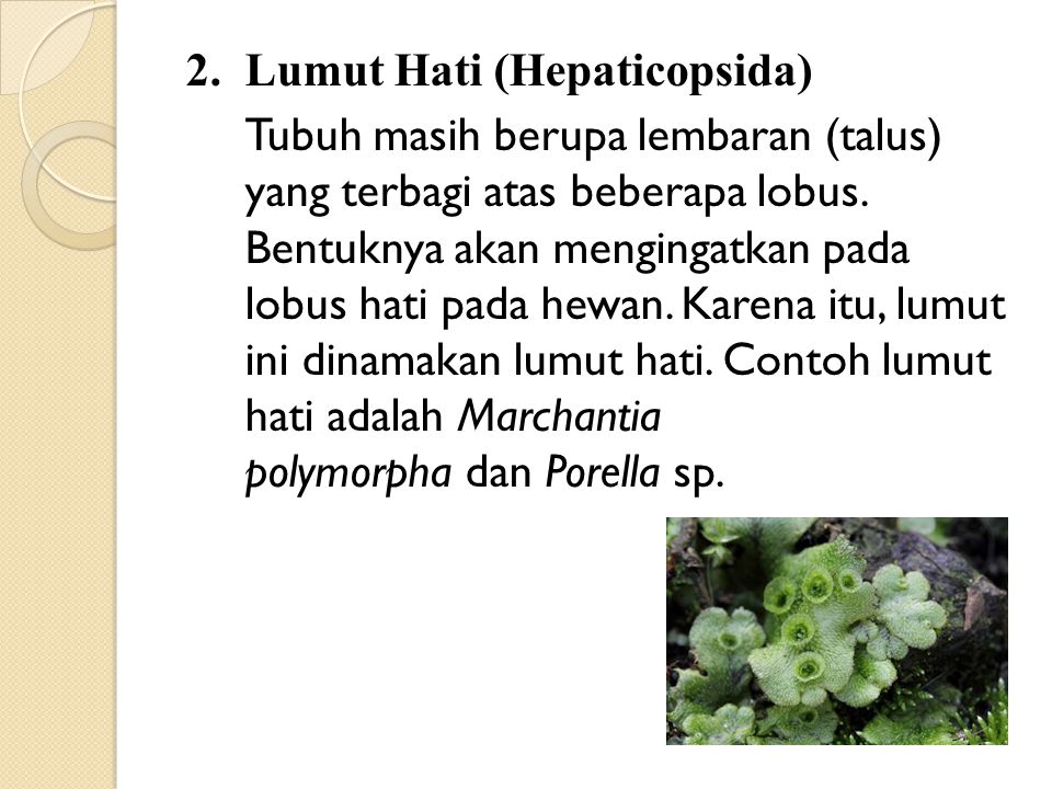 Contoh tumbuhan lumut yang memiliki talus berbentuk lembaran lembaran menyerupai hati
