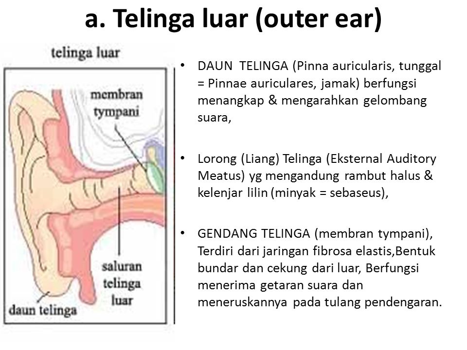 a. Telinga luar (outer ear)