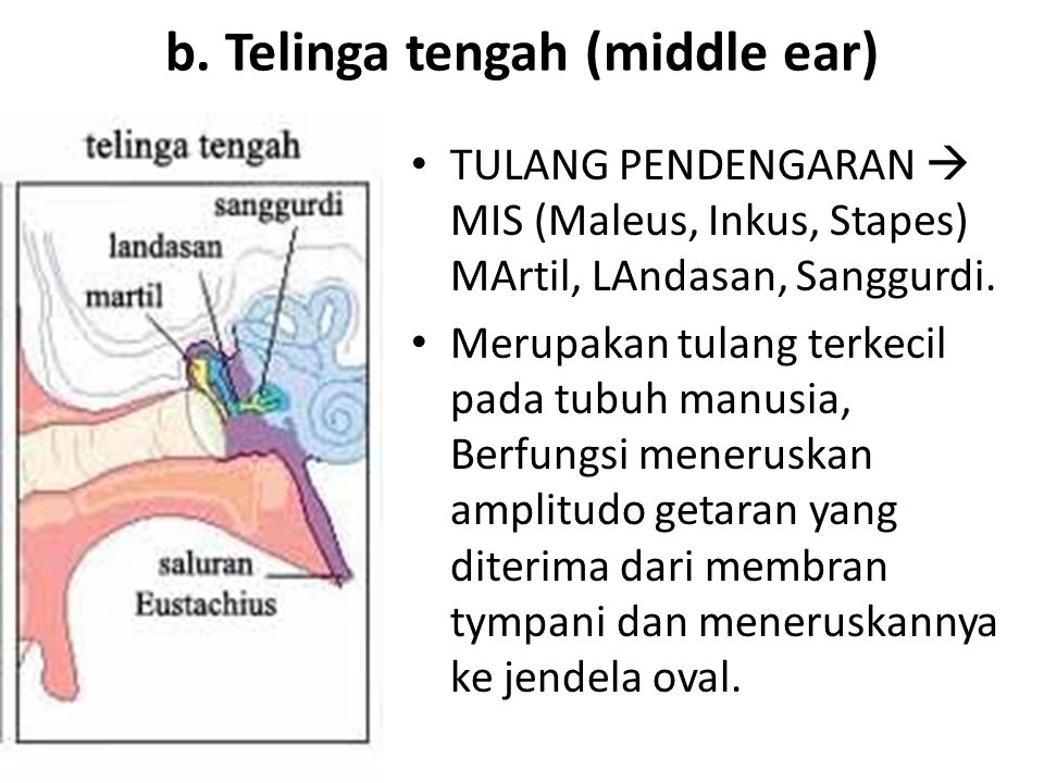 b. Telinga tengah (middle ear)