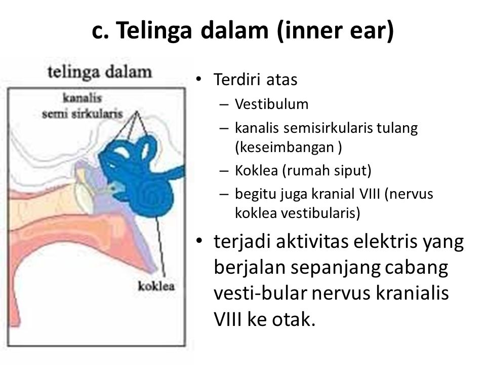 c. Telinga dalam (inner ear)